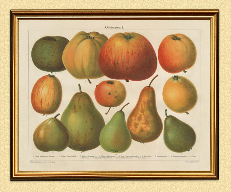 Apfelsorten Kaiser Alexander Renette Wintergold Original Chromolithographie