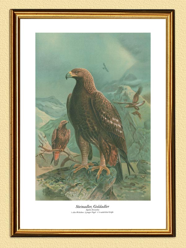 STEINADLER UND GOLDADLER IM GERBIRGE VÖGEL NAUMANN 175* | eBay