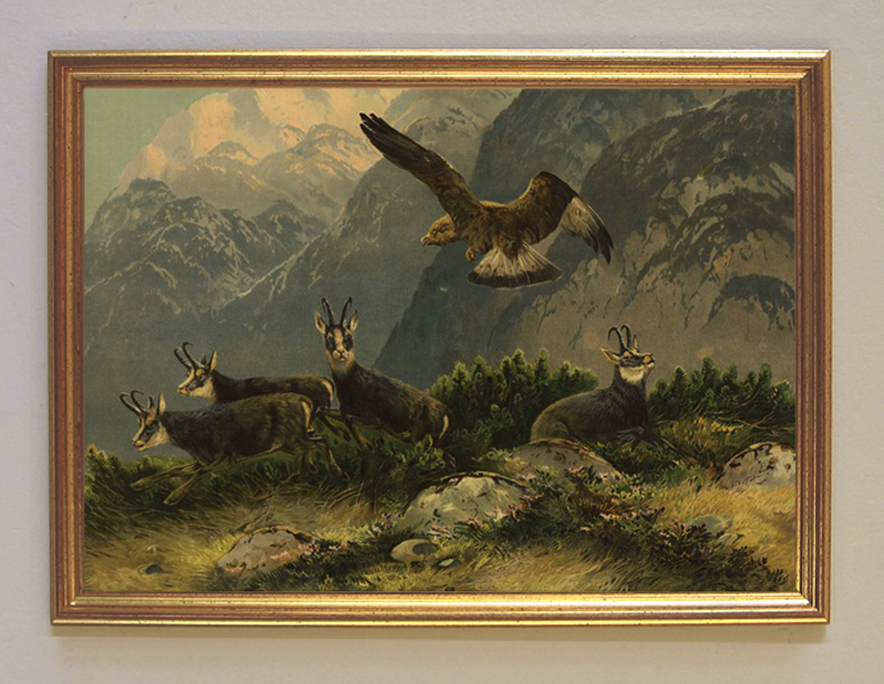 Jägerbild Störenfried Jagdbild Adler Gemsen Gams Greifvogel Wilderer A3 019