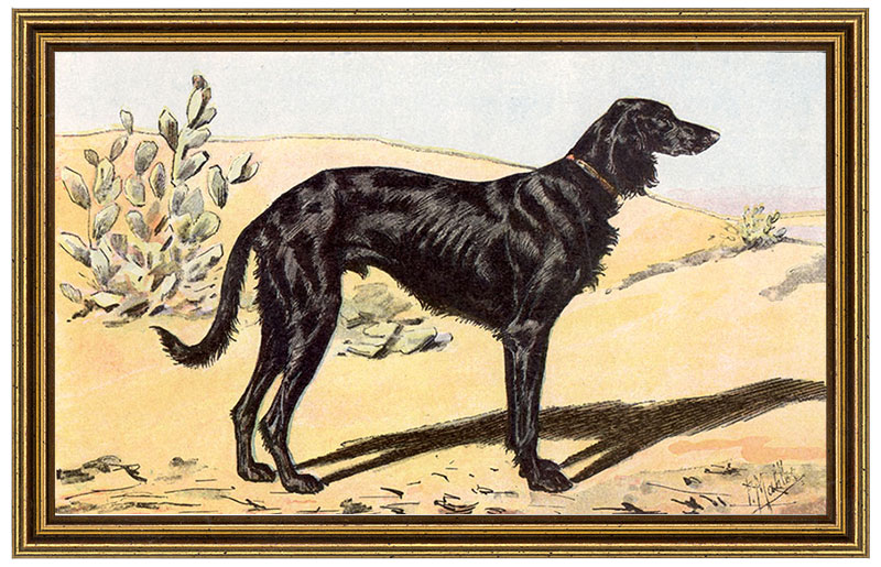 Le Levrier Persan Saluki Windhund Persien Jagd Mahler 64 Gerahmt